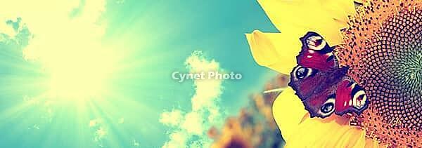 Beautiful colorful butterflies flying among the flowers [IBR123700049]