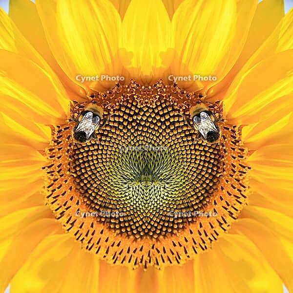 Close-up of fresh sunflower, organic agriculture in countryside plantation [IBR123700050]