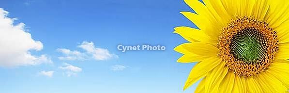 Close-up of fresh sunflower against clear blue sky [IBR123700051]