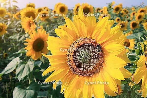 Close-up of fresh sunflower, organic agriculture in countryside plantation [IBR123700052]
