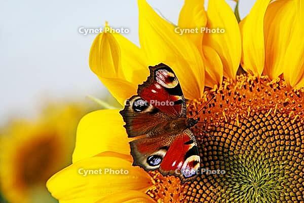 Beautiful colorful butterflies flying among the flowers [IBR123700053]