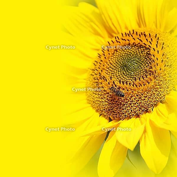 Close-up of fresh sunflower, organic agriculture in countryside plantation [IBR123700054]