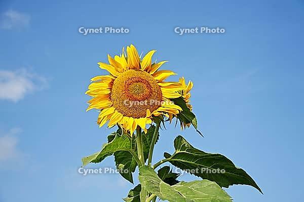 Close-up of fresh sunflower against clear blue sky [IBR123700056]