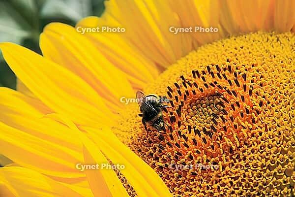 Close-up of fresh sunflower, organic agriculture in countryside plantation [IBR123700057]