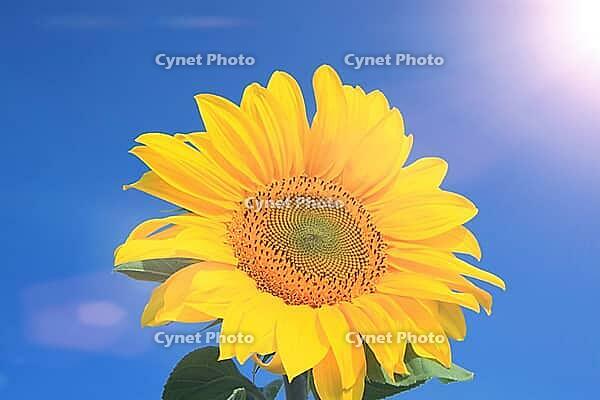 Close-up of fresh sunflower against clear blue sky [IBR123700058]