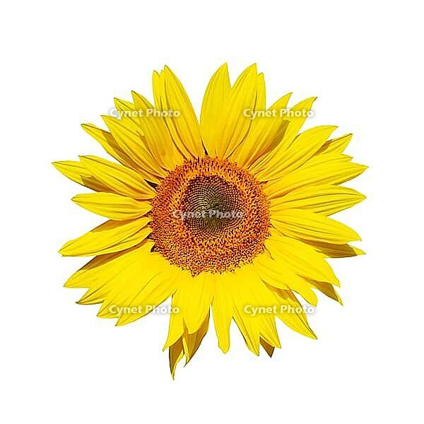 Ripe sunflower with yellow petals and dark middle [IBR123700059]