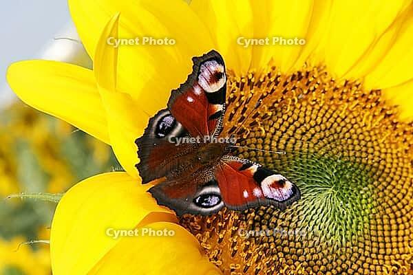 Beautiful colorful butterflies flying among the flowers [IBR123700060]
