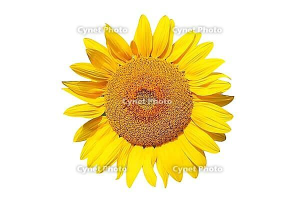 Ripe sunflower with yellow petals and dark middle [IBR123700061]