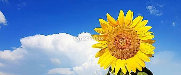 Close-up of fresh sunflower against clear blue sky [IBR123700063]