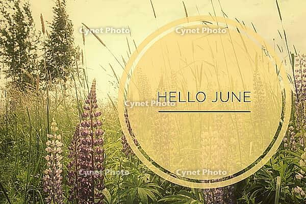 Banner hello june. Text on the photo. Text hello June. New month. New season. Summer month. Text on a photo of flowers. Flowers and plants. Nature [IBR123700084]