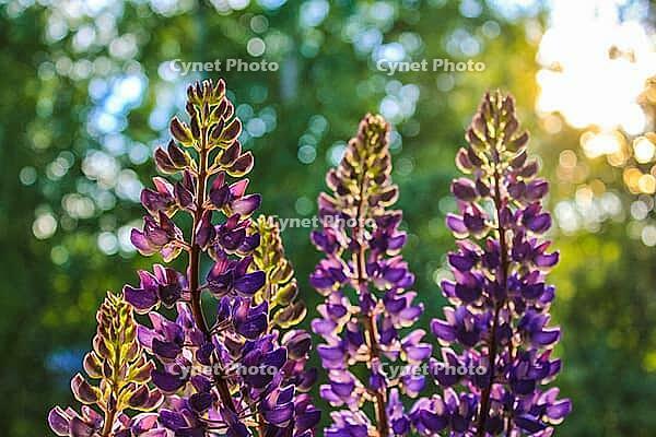 Wildflowers purple lupins. Beautiful flowers . Flowers in the field [IBR123700088]