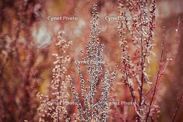 Autumn leaf . Bright autumn leaf. Change sheet color [IBR123700093]