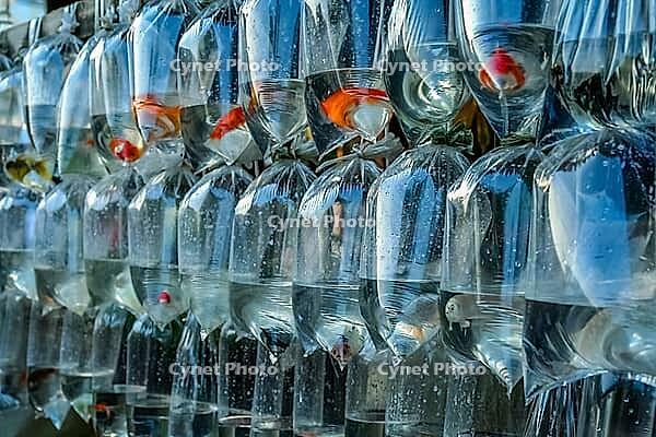 Colorulful tiny tropical fishes for sale on the market in Yogyakarta, Indonesia [IBR123713302]