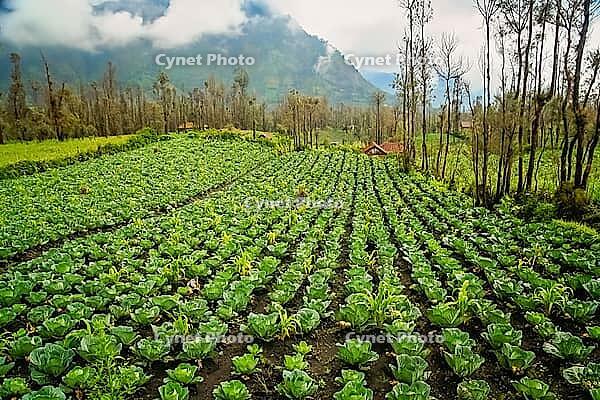 Rows of cabbage growing in a field in a fertile volcanic soil on a high plateau in the Gunung Bromo vicinity, Java, Indonesia [IBR123713319]