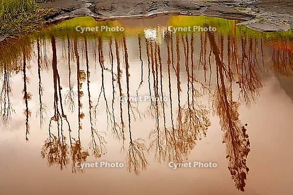 Reflection of tall trees in the small pond in autumn in Java, Indonesia [IBR123713320]