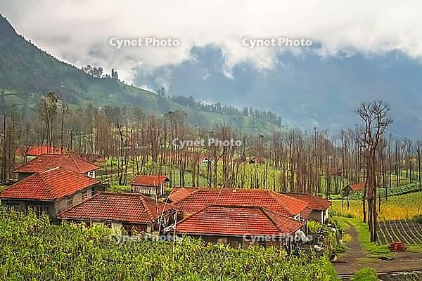 Cemoro Lawang village nearby the spectacular Gunung Bromo and Sumeru volcanoes in Java, Indonesia [IBR123713322]
