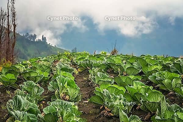 Rows of cabbage growing in a field in a fertile volcanic soil on a high plateau in the Gunung Bromo vicinity, Java, Indonesia [IBR123713323]