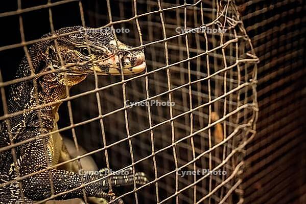 Small lizard on sale on the animal market in Yogya, Yogyakarta, Java, Indonesia [IBR123713325]