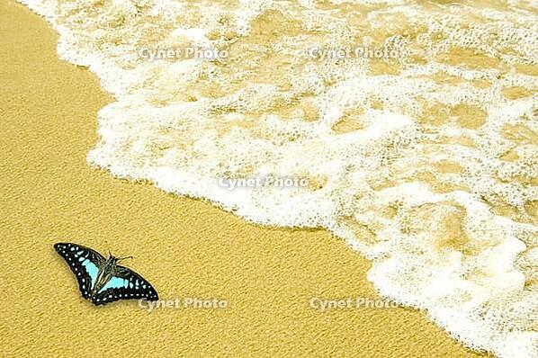 Blue butterfly on golden sand beach [IBR123713346]