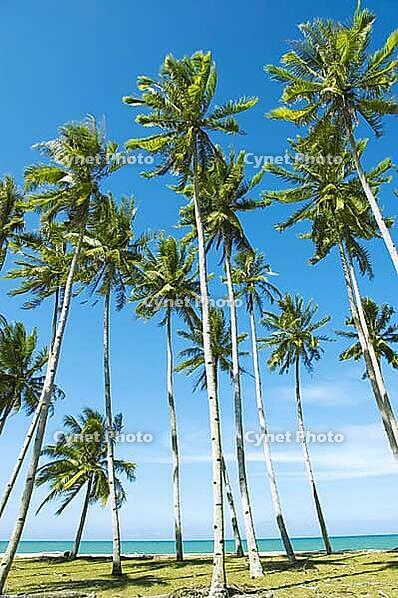 Palm trees against blue sky at seaside [IBR123713348]