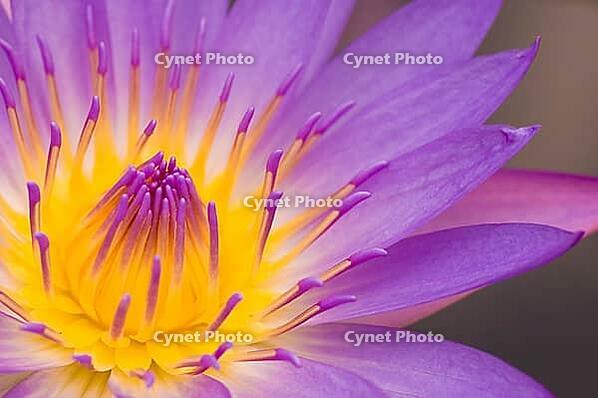 Water lily closeup [IBR123713365]