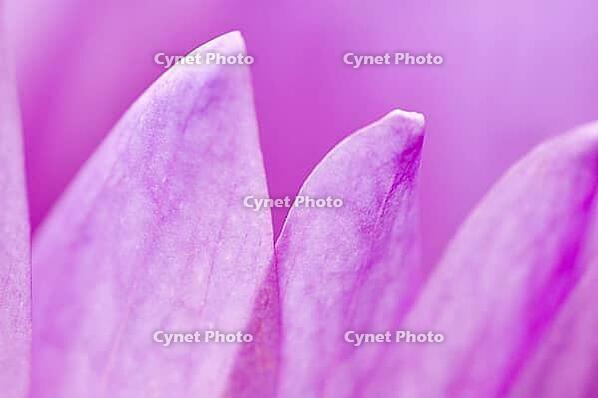 Water lily petals [IBR123713367]