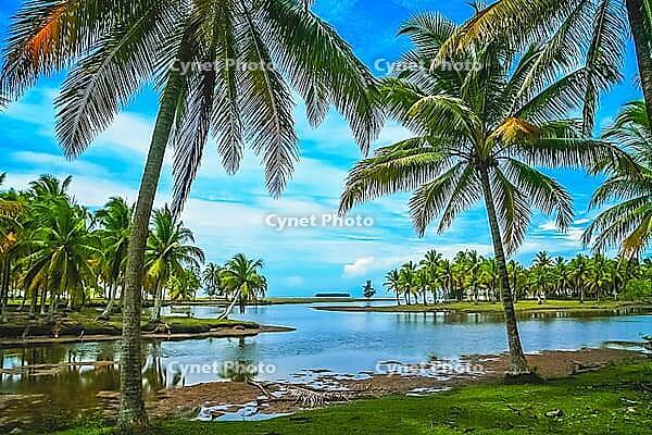 Tall palmtrees growing on the beach on the coast of Sumatra Island, Indonesia, Asia [IBR123713382]
