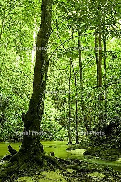 Green forest and river [IBR123713384]