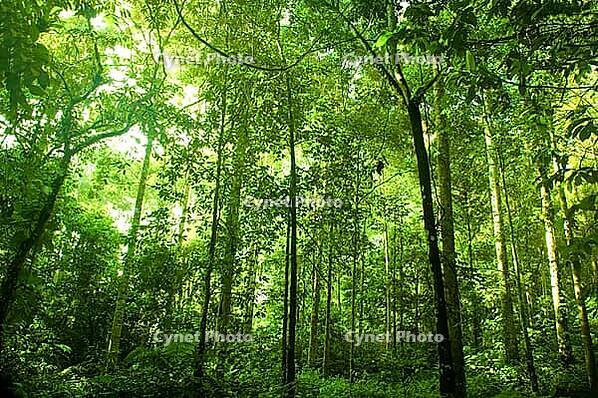 Green forest [IBR123713385]