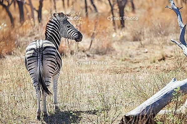 African Zebra on safari in a South African game reserve [IBR123723289]