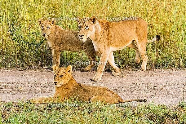 A Pride of African Lions on a dirt road in a Game Reserve [IBR123723295]