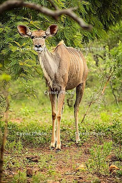 African Kudu Cow antelope buck in a South African wildlife reserve [IBR123723297]