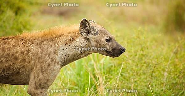 African Spotted Hyena on a South African Safari in a game reserve [IBR123723298]