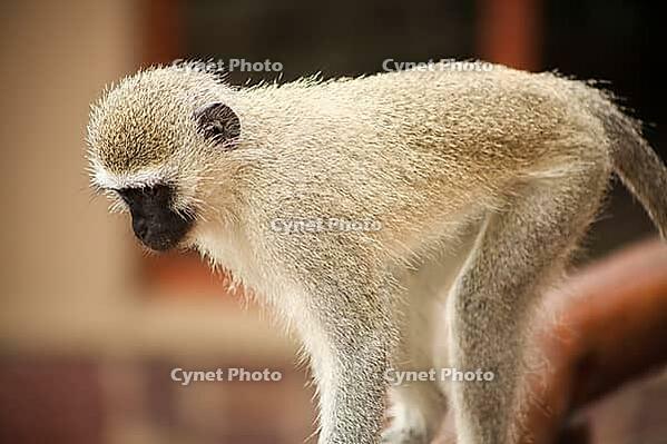 Close up view of a wild African Vervet Monkey in a South African wildlife reserve [IBR123723299]