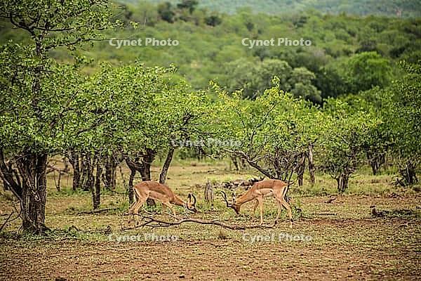 African Impala Buck Antelope Rams butting heads rucking in a South African wildlife reserve [IBR123723300]