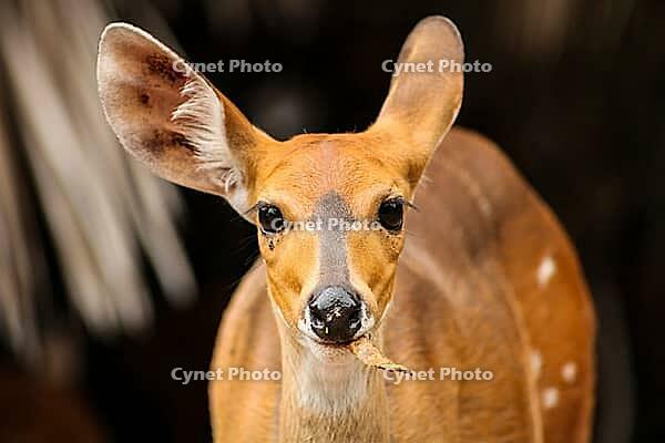 Small female African ewe Bushbuck in a South African wildlife reserve [IBR123723301]