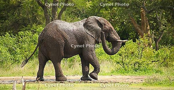 African Elephant on Safari in a South African bush game reserve [IBR123723302]