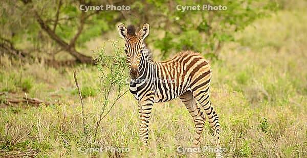 African Zebra Calf Photographed on safari in a South African game reserve [IBR123723303]