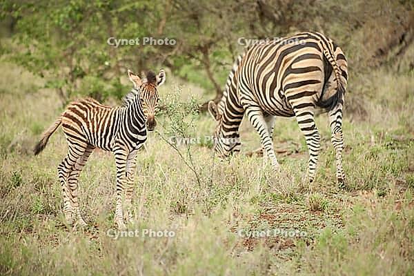 African Zebra Mother and Calf Photographed on safari in a South African game reserve [IBR123723304]