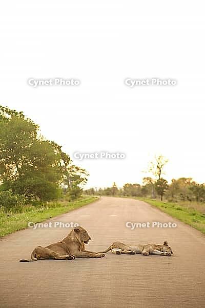 African Lions lying in a road on Safari in a South African Game Reserve [IBR123723305]