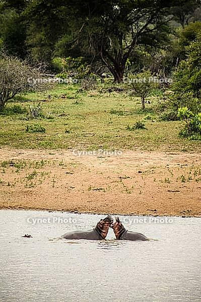 Long distance view of two large African Hippopotamus fighting in a river in a South African wildlife reserve [IBR123723306]