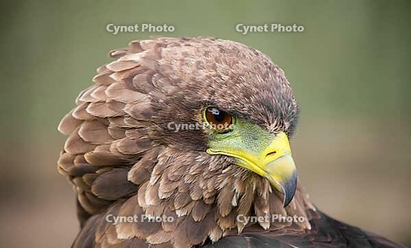 Close up macro of a brown eagle with a green and yellow beak [IBR123723307]