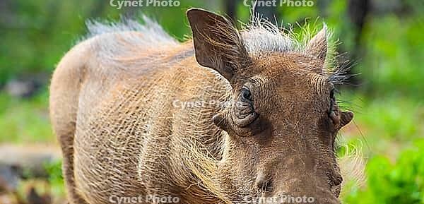 Close up of a wild African Warthog in a South African game reserve [IBR123723308]