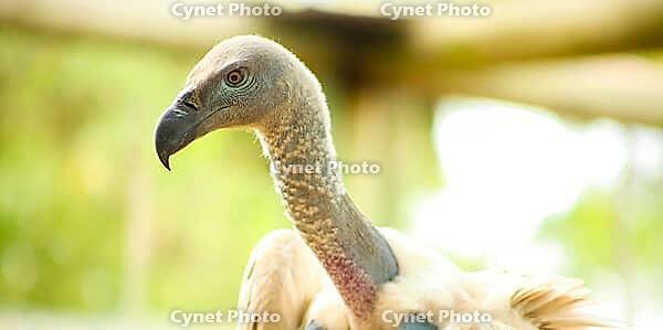 Close up of an African Vulture, Scavenger Bird of Prey [IBR123723309]