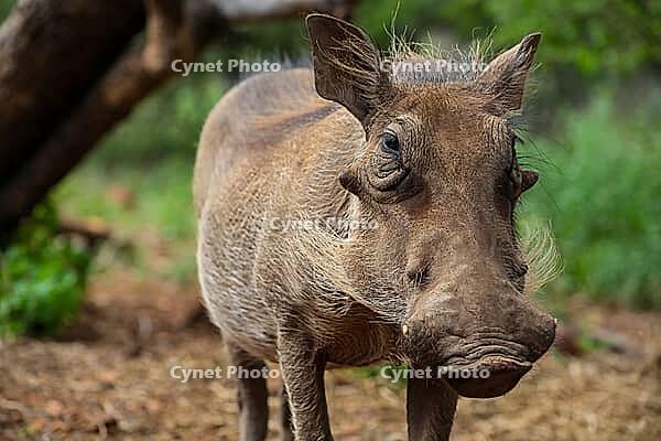Close up of a wild African Warthog [IBR123723310]