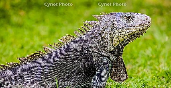 Close up of a Iguana, Harmless reptile, selective focus of a Lizard [IBR123723311]