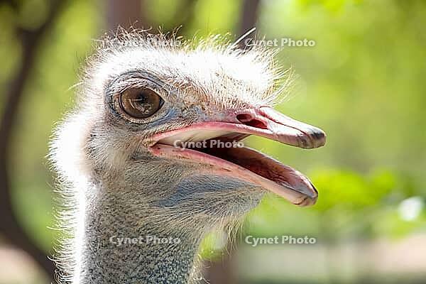 Close up of an African Ostrich head on a South African Game Reserve [IBR123723312]