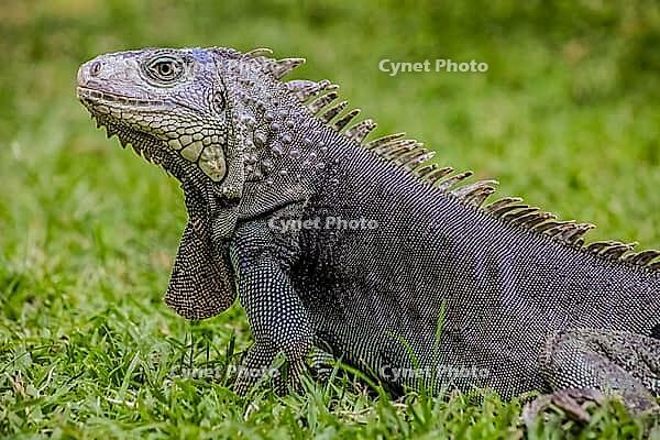 Fairly harmless reptile species often kept as a pet. Especially popular in the Americas [IBR123723313]