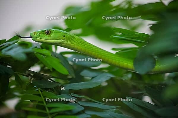 A Venomous Green Mamba Tree Snake in a South African Wildlife Preserve [IBR123723314]