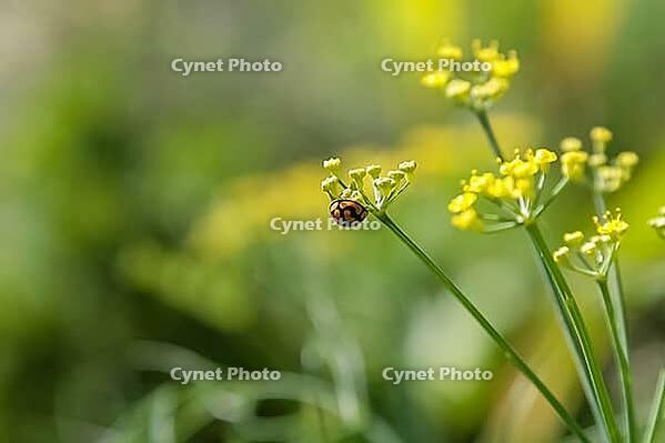 Close up of a lady bug on a yellow flower [IBR123723318]